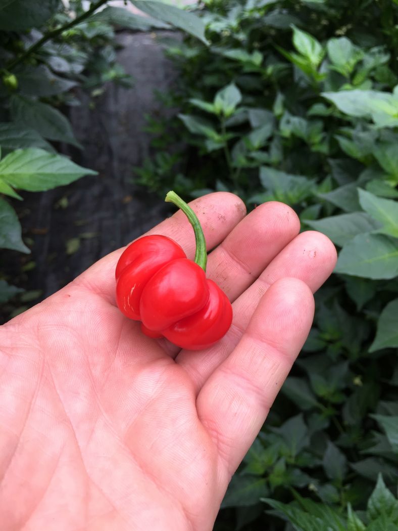 Scotch Bonnet Red - Chilli