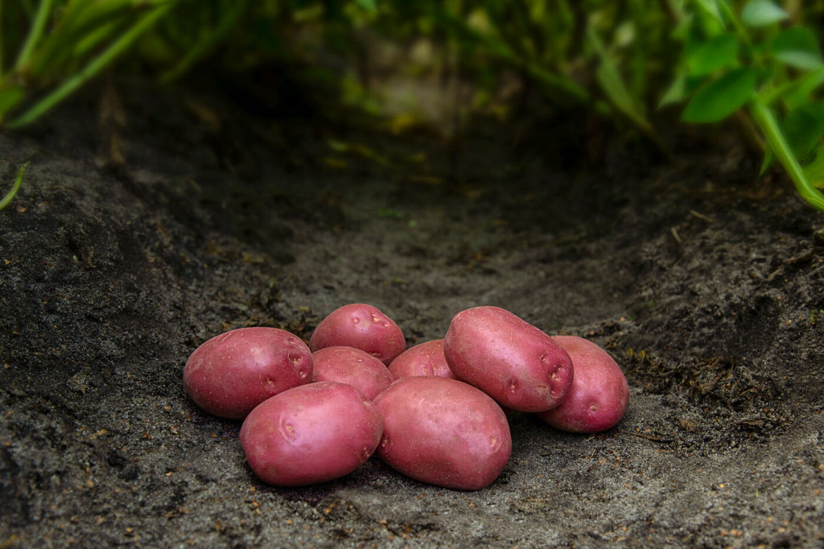 Bondens Bedste – SENNA 1,5 KG