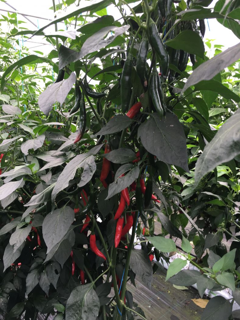 Serrano - C. annuum
