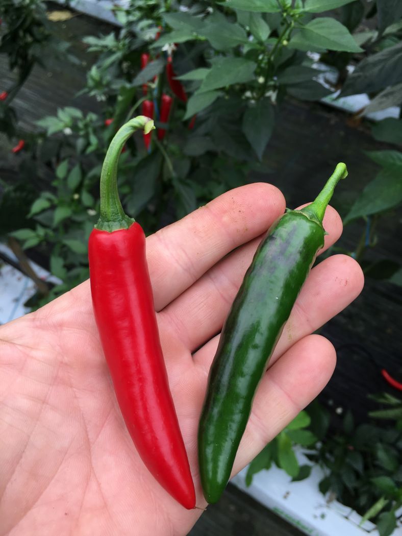 Serrano - 100 gram friske frugter