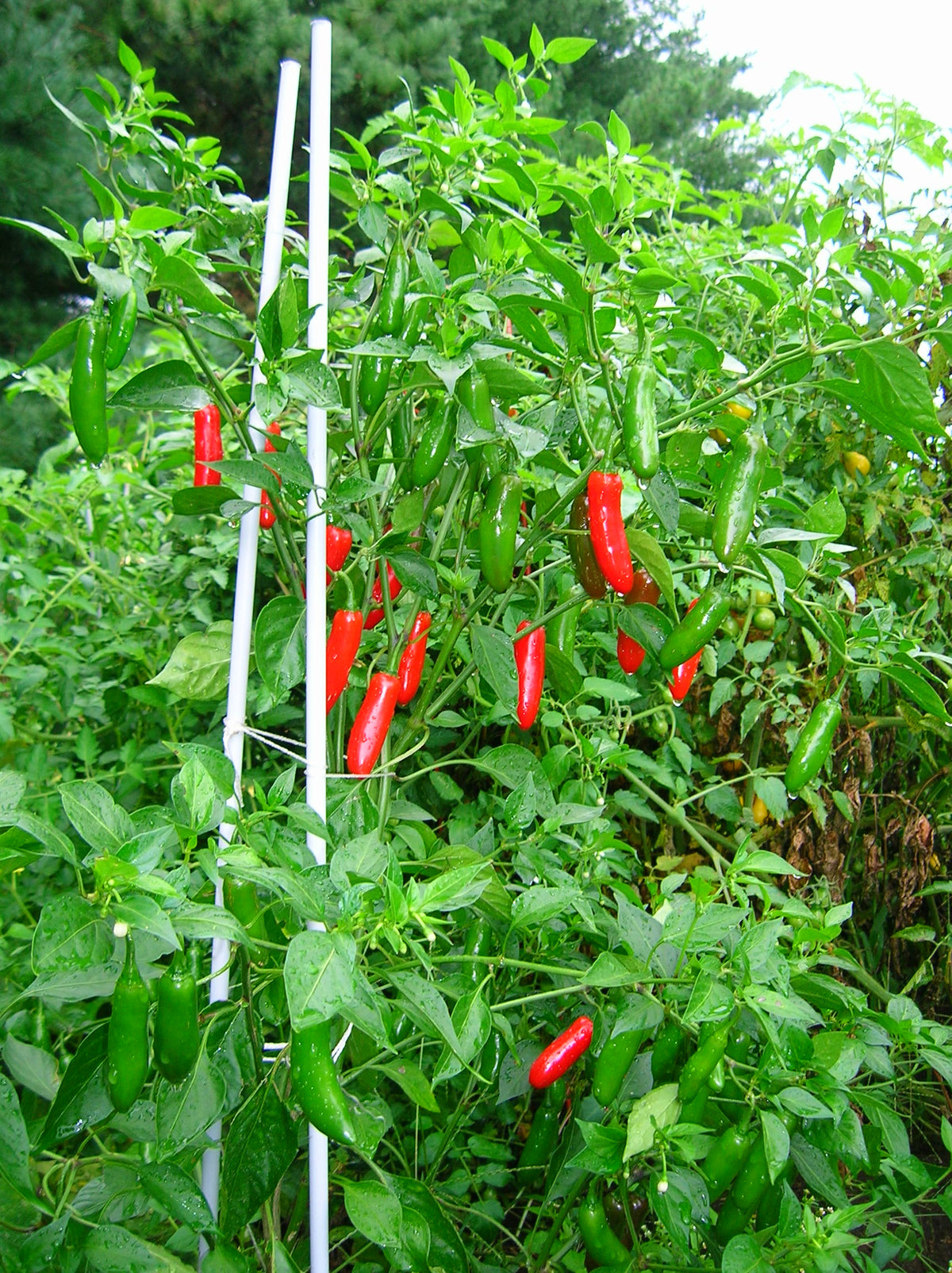 Serrano Castellano C.Annuum
