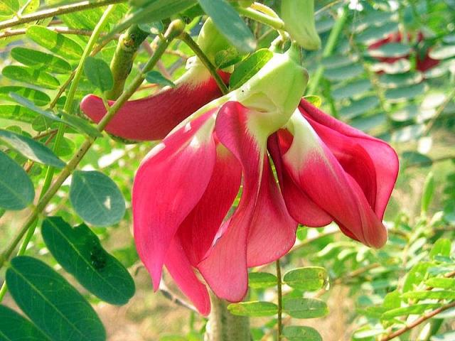 Vegetable Hummingbird - Sesbania Grandiflora