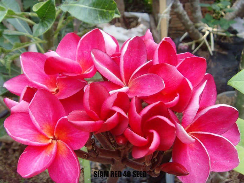 Plumeria -  Siam Red