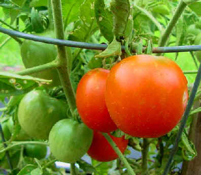 Siberian - Tomat