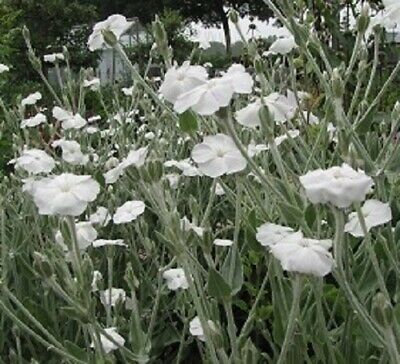 Tjærenellike hvid - Silene viscaria Alba