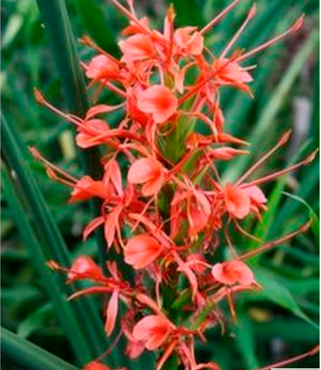 Sommerfugle Ingefær - Hedychium aurantiacum - Rhizom