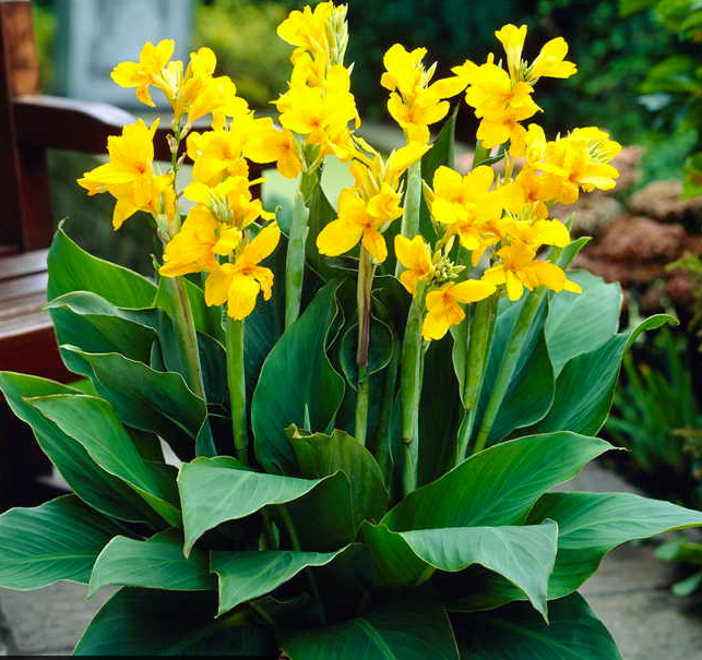 Canna - Yara - 2 rhizomer