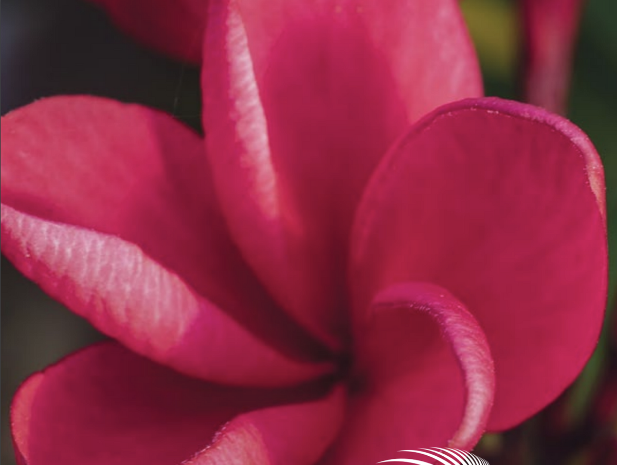 Plumeria - Red Jack - PLANTE!
