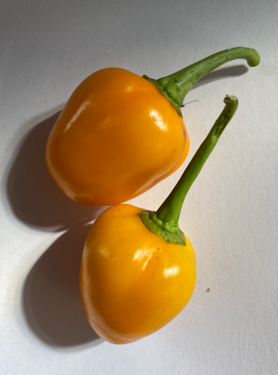 Aji Jobito - plante