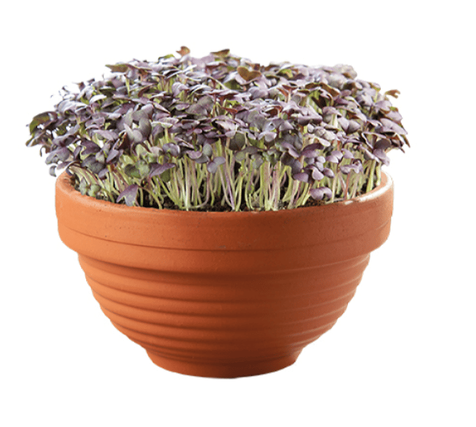 Microgreens Terracotta skål med Rød mizuna