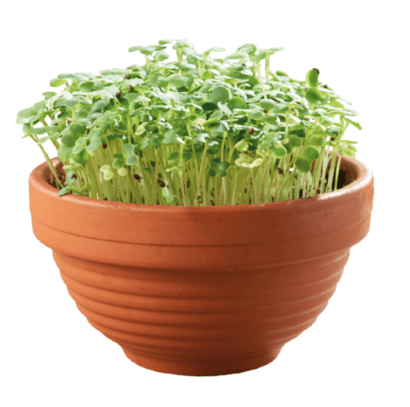 Microgreens Terracotta skål med Tatsoi