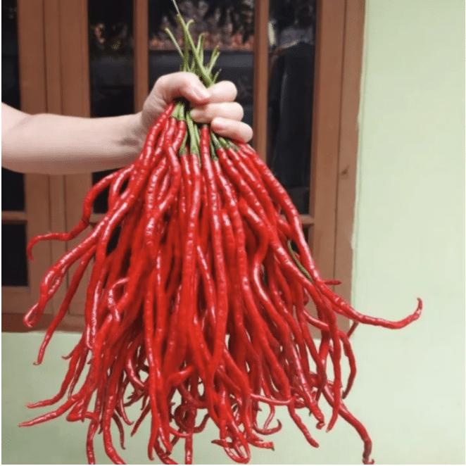 Cabai Kopay - Capsicum annuum