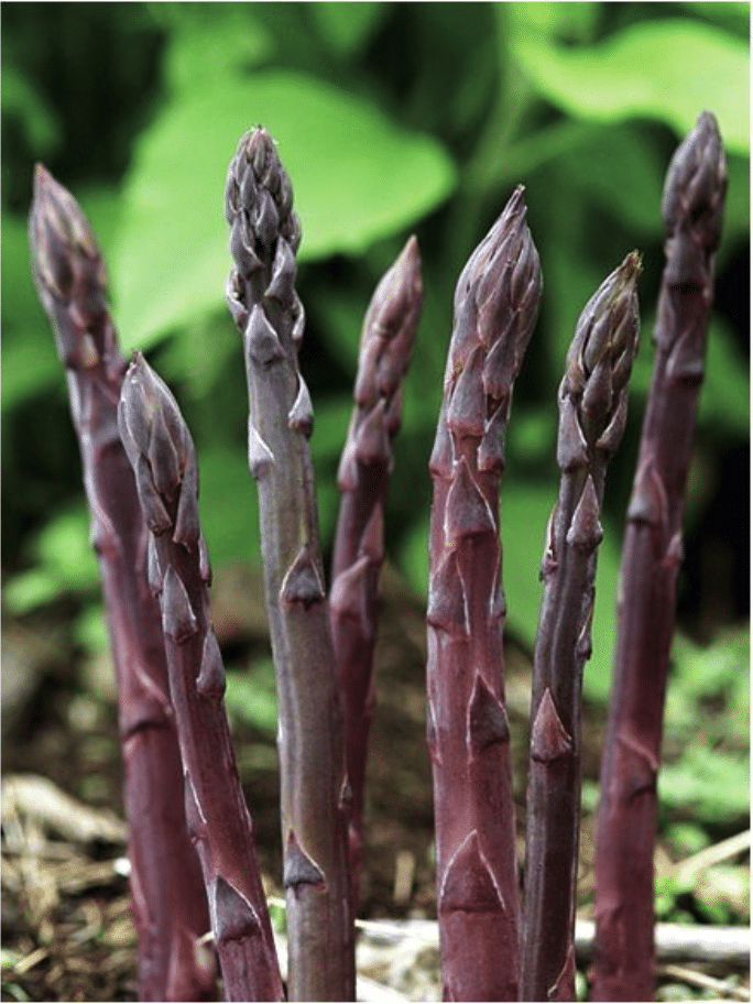 Apsparges - Pacific Purple - 2. års kroner