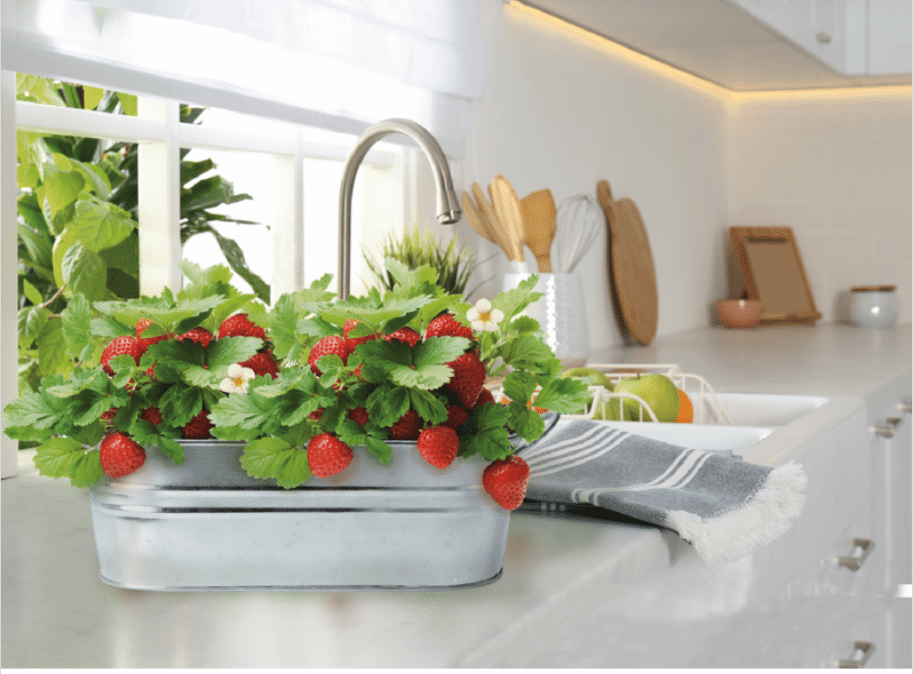 Den lille have - Jordbærhave