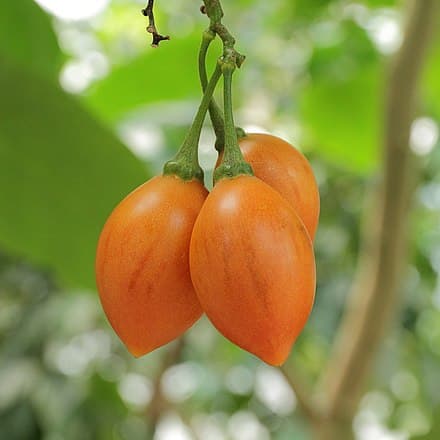 Trætomat (Tamarillo) Cyphomandra betacea Yellow