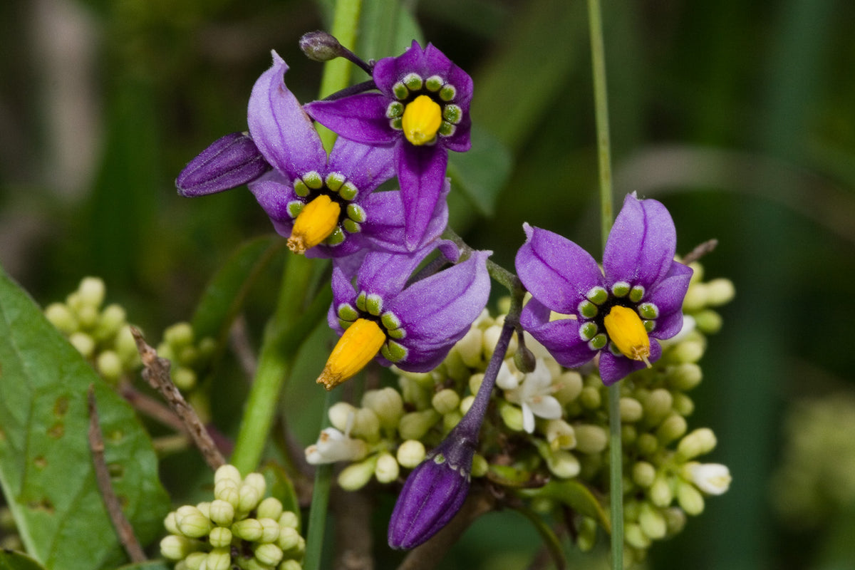 Bittersød Natskygge - Solanum dulcamara
