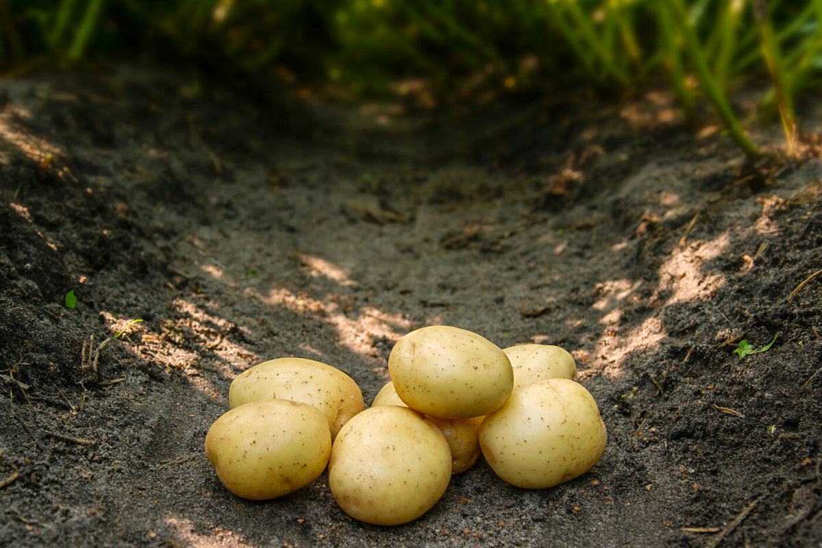 Bondens Bedste - SOLIST 10 kg - Læggekartoffel