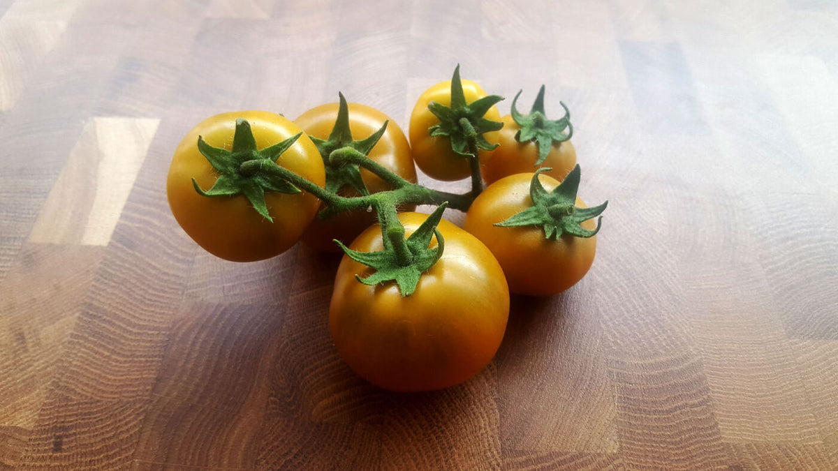 Soul Patch Dwarf - Tomat