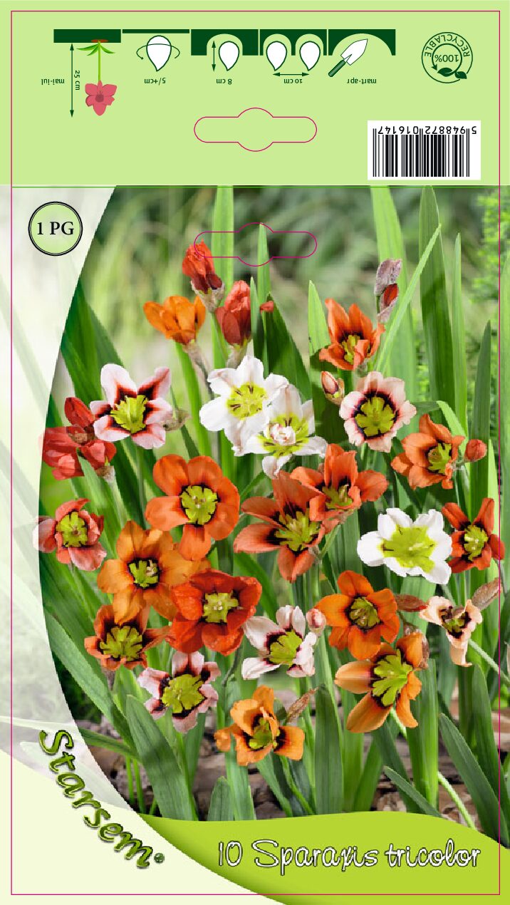 Harlekinblomst - Sparaxis tricolor