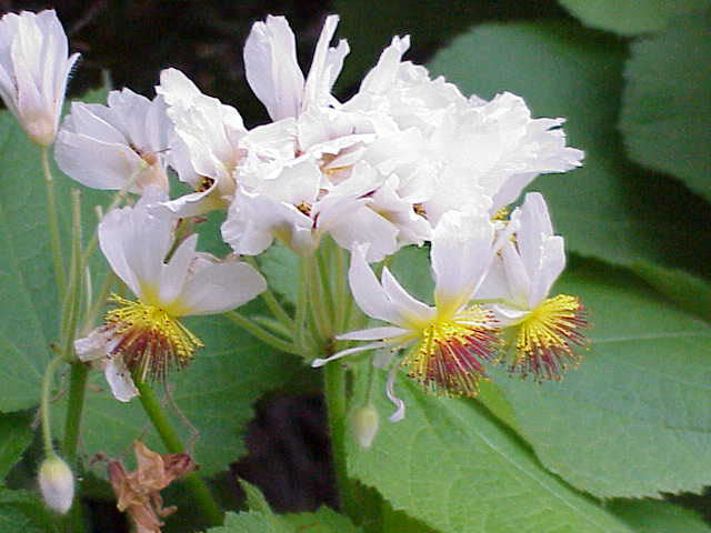 Stuelind - Sparmannia Africana