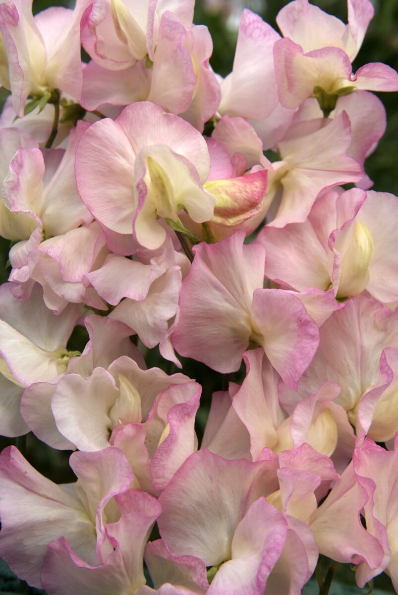 Ærteblomst - Lathyrus Odoratus Spencer Frolic