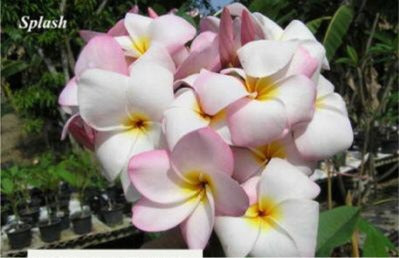 Plumeria - Splash