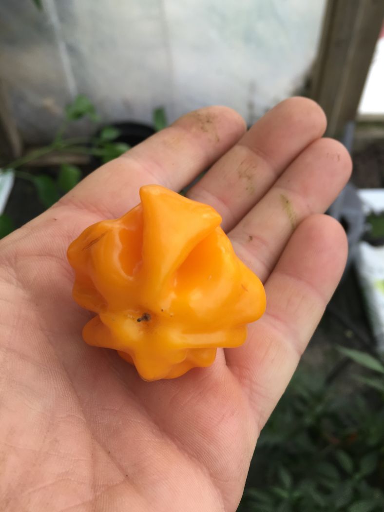 Starfish Yellow - C. baccatum