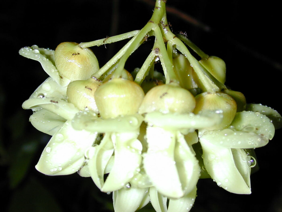 Fløjlsbønne - Mucuna gigantea