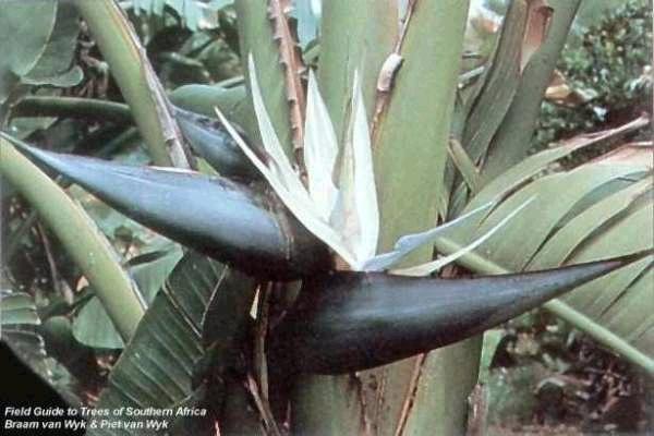 Strelitzia Nicolae - Great White bird of Paradise