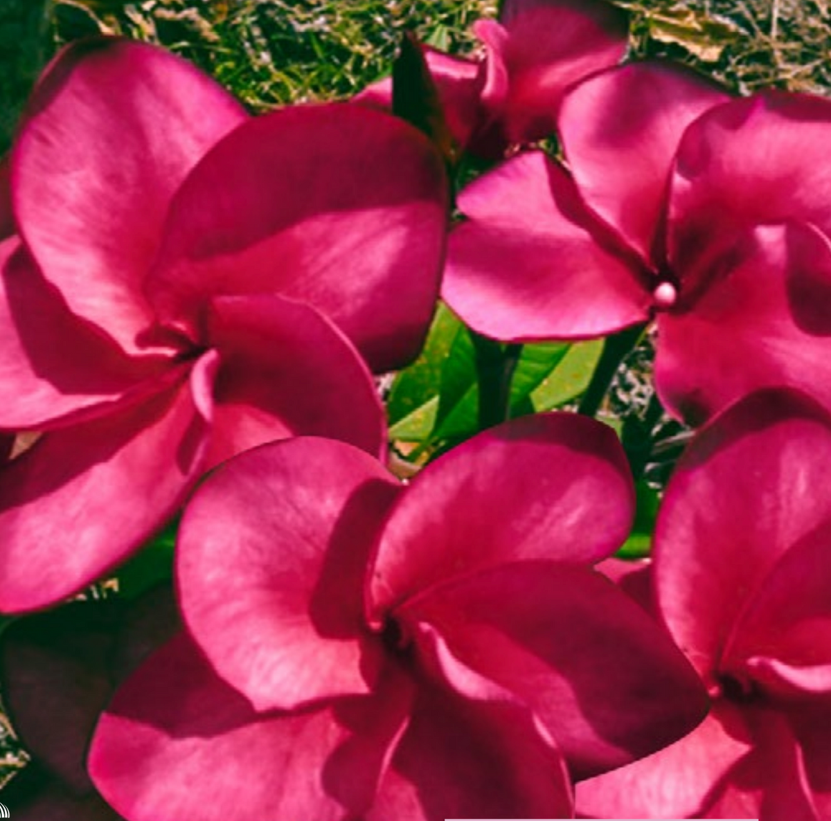 Plumeria - Super Round - PLANTE!