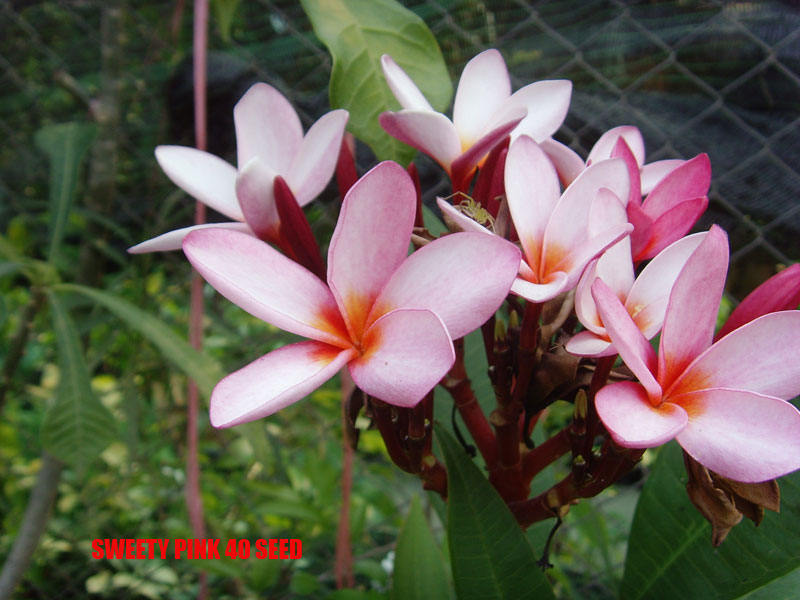 Plumeria -  Sweety Pink