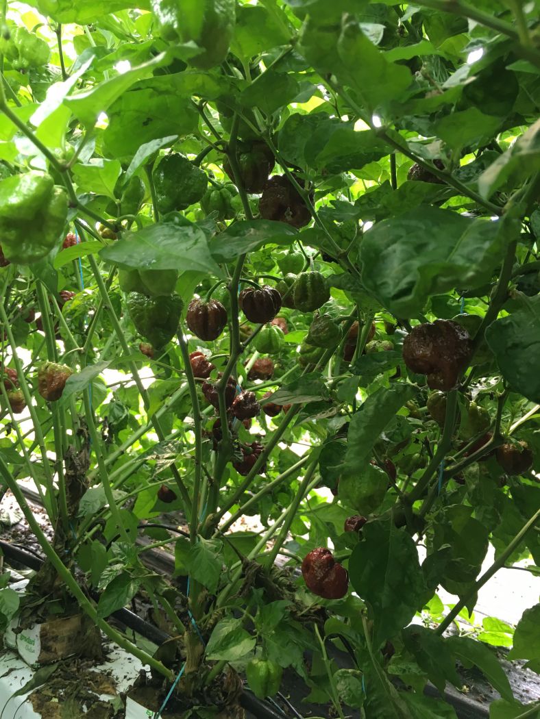 Trinidad Scorpion Moruga Chocolate - C. chinense