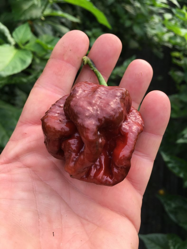 Trinidad Scorpion Moruga Chocolate - C. chinense