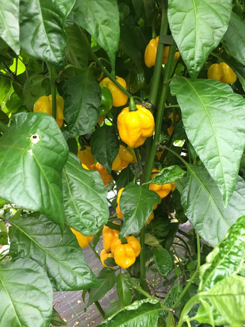 Trinidad Scorpion Moruga Yellow - C. chinense