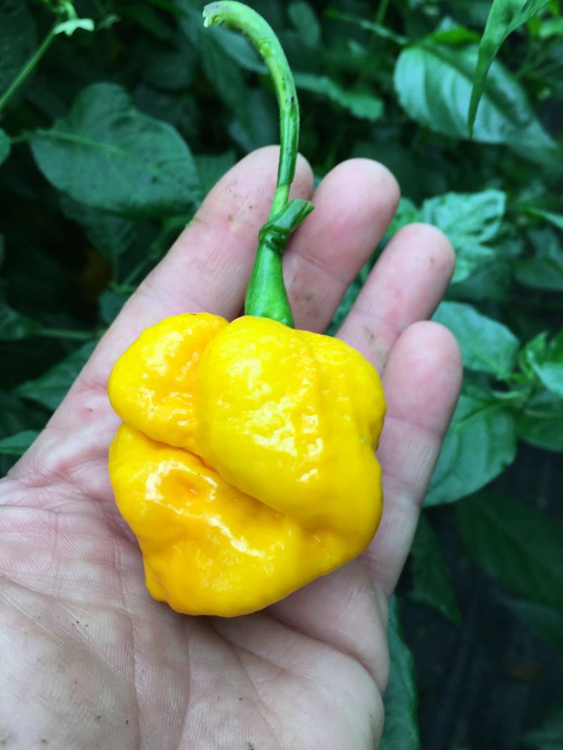 Trinidad Scorpion Moruga Yellow - 100 gram