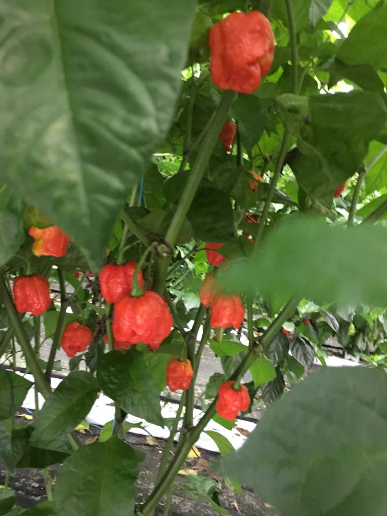 Trinidad Scorpion Moruga Blend – C. chinense