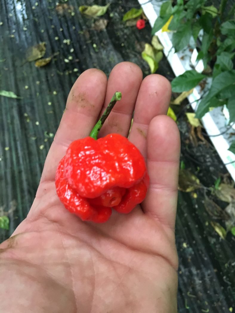 Trinidad Scorpion Moruga Blend – C. chinense