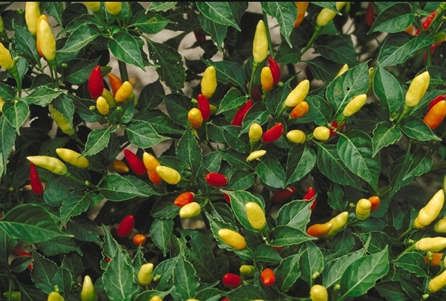 Tabasco - Capsicum frutescens