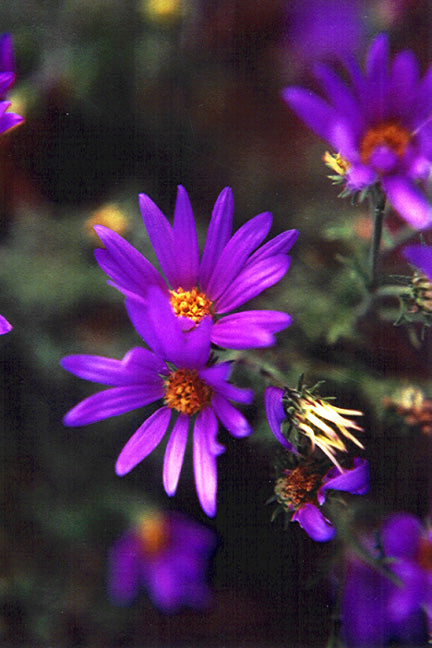 Prærie Asters - Machaeranthera tanacetifolia