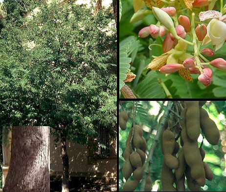 Tamarind - Tamarindus Indica