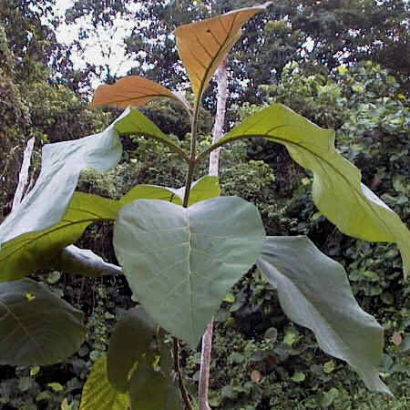 Teak - Tectona Grandis