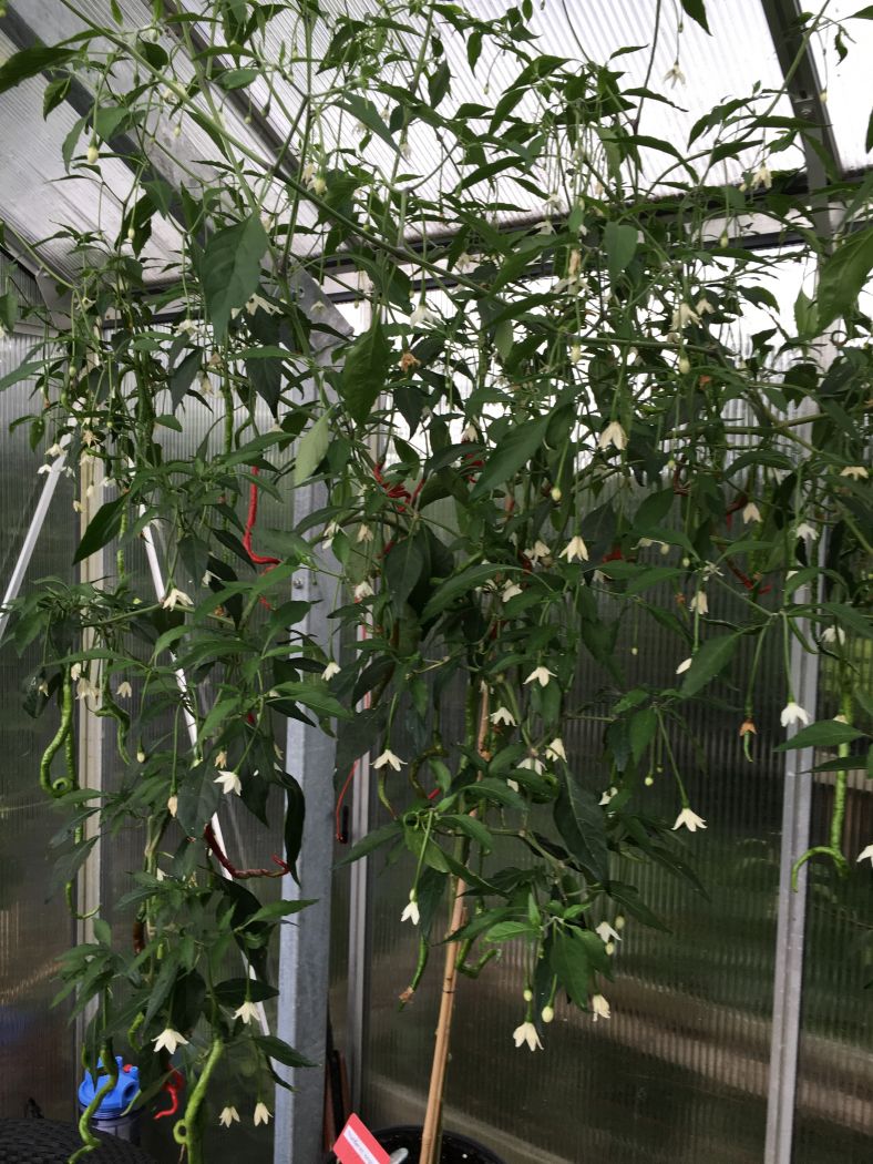 Thunder Mountain Longhorn - C. annuum