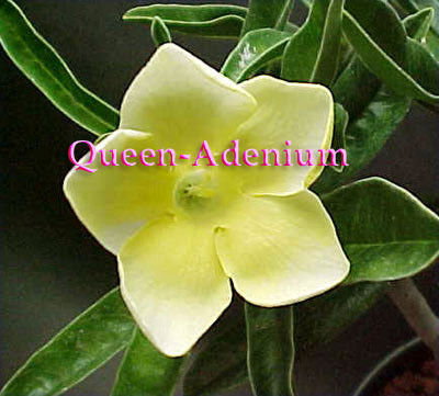 Ørkenrose - Adenium 'True Yellow'