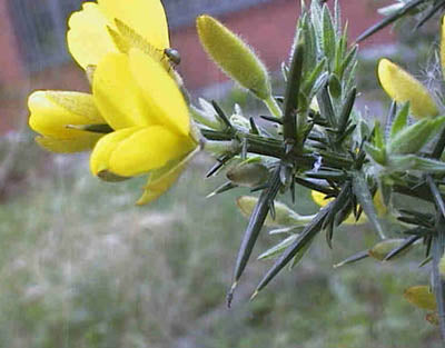 Tornblad – Ulex Europaeus