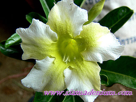 Ørkenrose - Adenium 'Vanilla Ice'