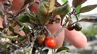 Venezuelan Purple - C.annuum