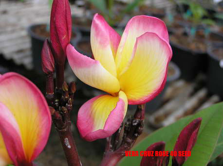 Plumeria - Vera Cruz Rose
