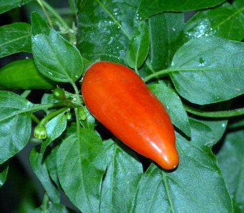 Vette - C. baccatum