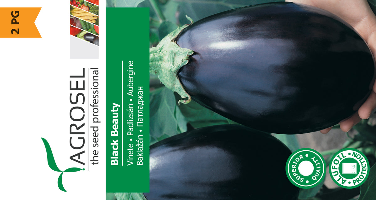 Aubergine - Black Beauty