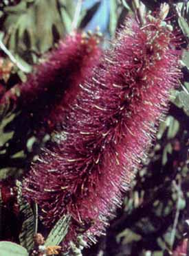 Australsk lampepudser - Violet
